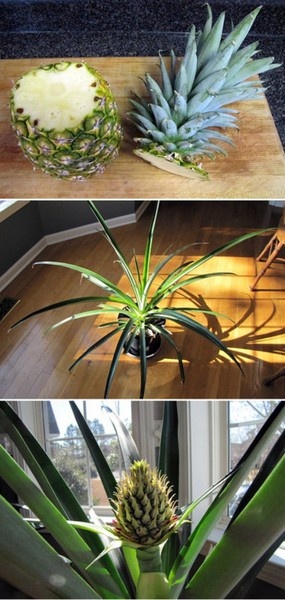 Quick Tip: Pineapple Plant!